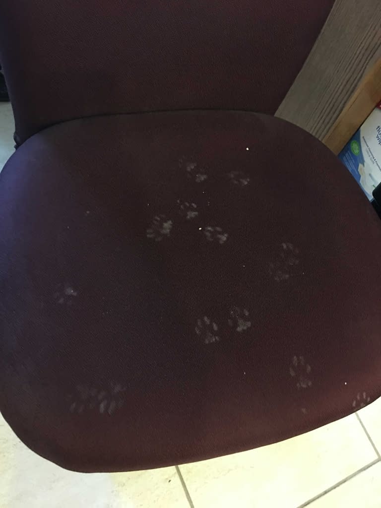 dusty cat prints on a chair