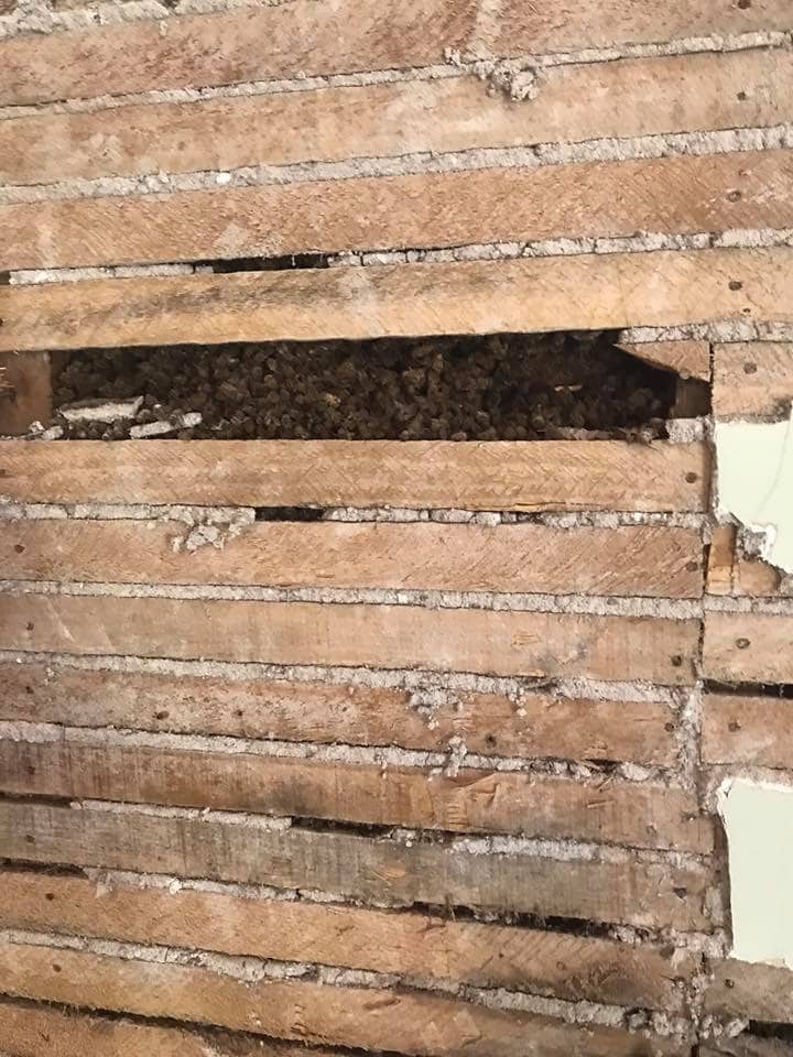 Old bees nests behind the walls