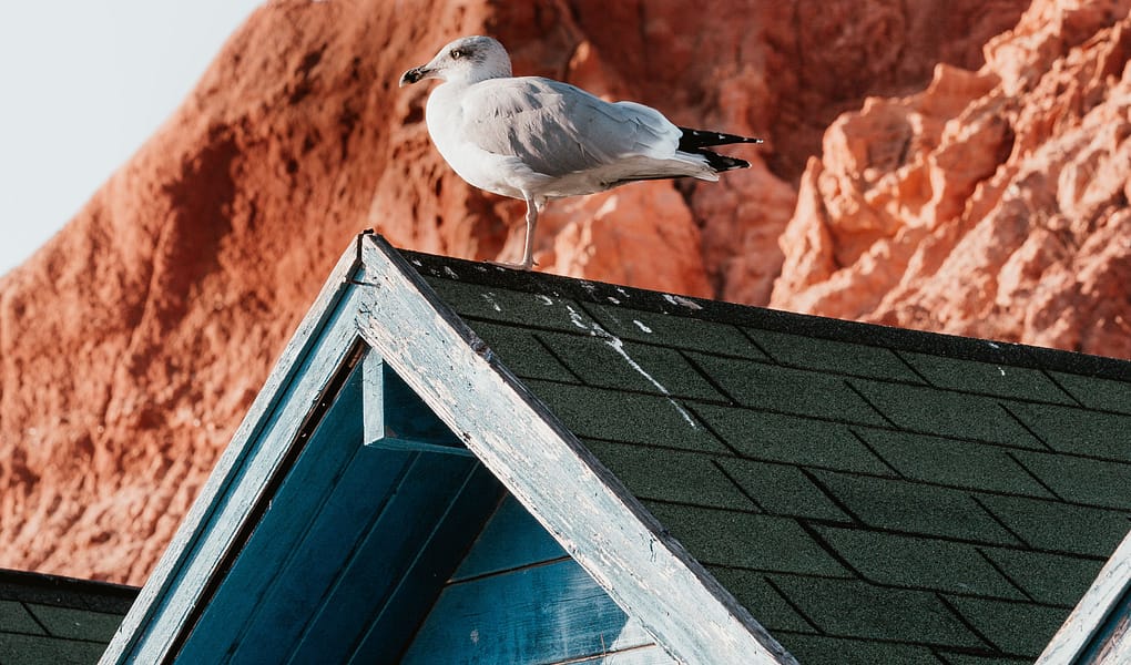 seagull on roof