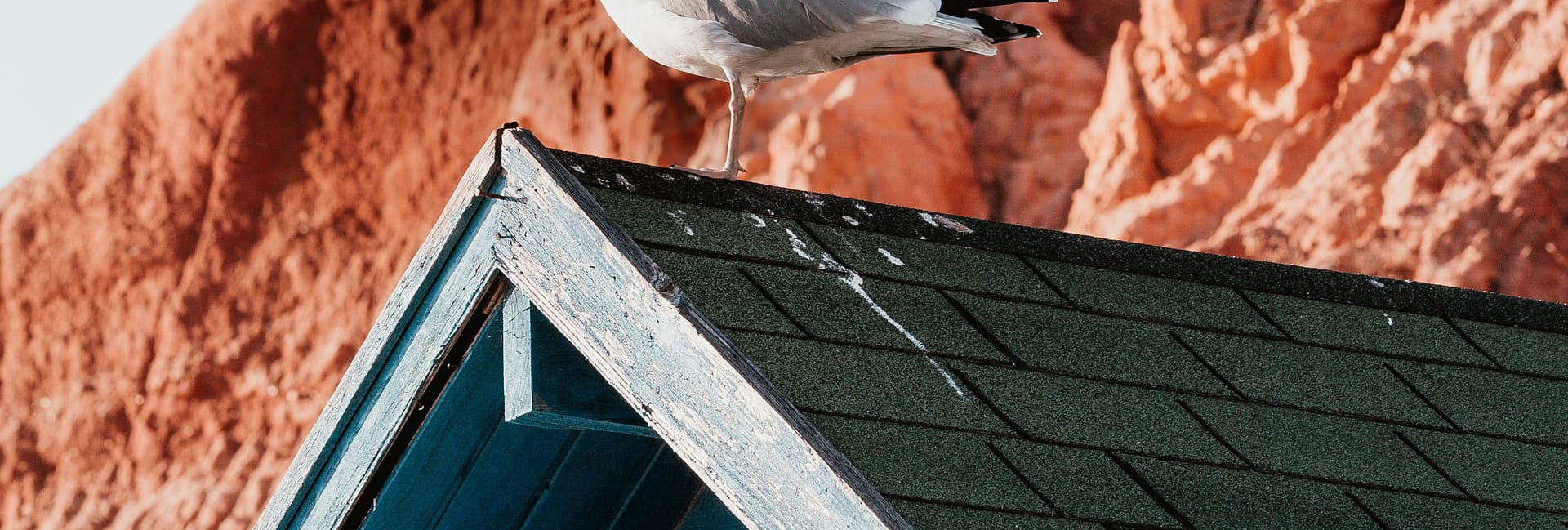 seagull on roof